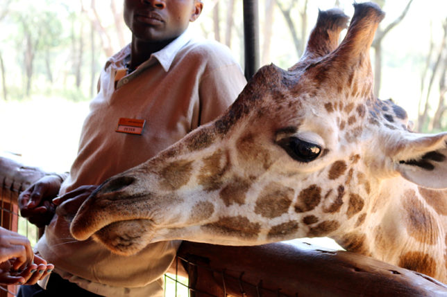 Giraffe Center