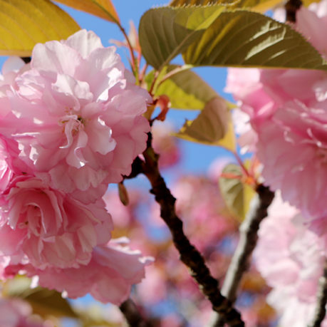 Cherry Blossoms Washington