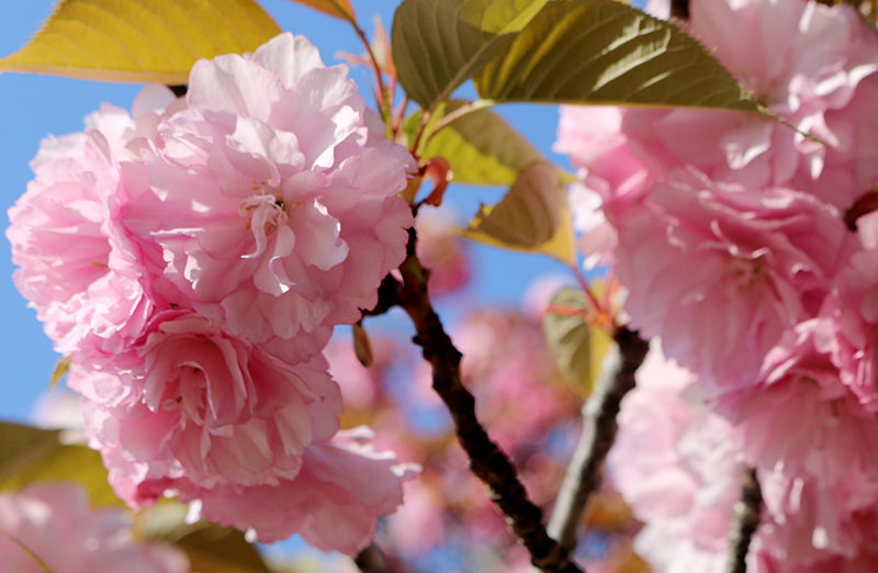 Cherry Blossoms Washington