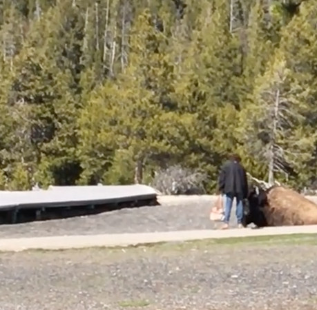 Woman petting bison Yellowstone National Park