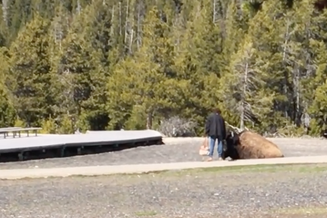 Woman petting bison Yellowstone National Park