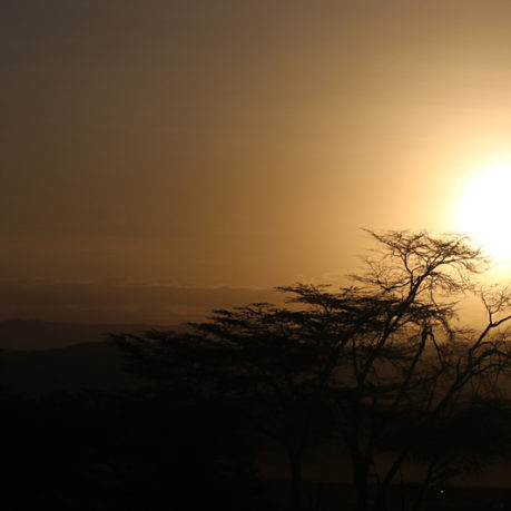 Sunset bare trees Kenya