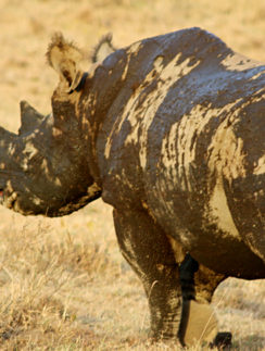 Black rhinoceros safari Kenya