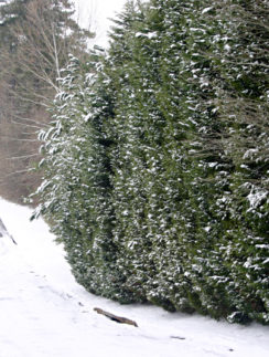 Snow street