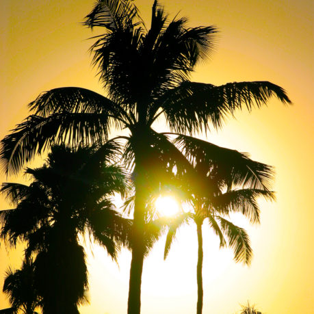 Palm trees at sunset