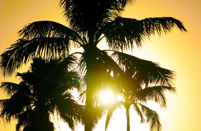 Palm trees at sunset