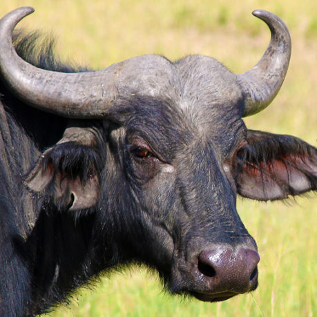 Cape buffalo Syncerus or African buffalo