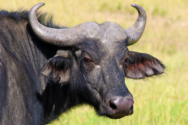 Cape buffalo Syncerus or African buffalo