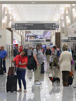 KLM Atlanta to Amsterdam dog