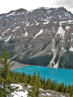Peyto Glacier and Bow Summit