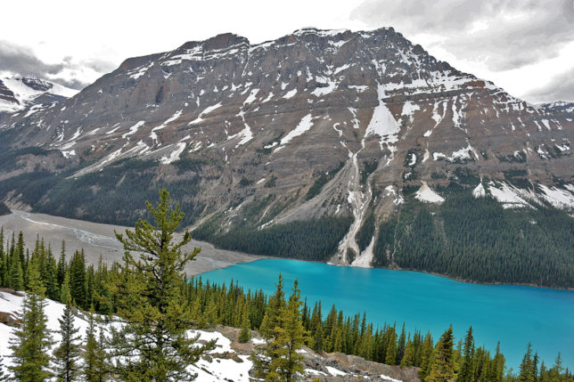 Peyto Glacier and Bow Summit