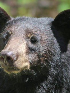Bear Canada Rocky Mountains