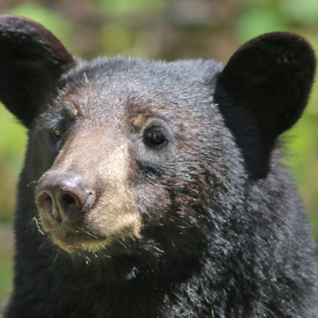 Bear Canada Rocky Mountains