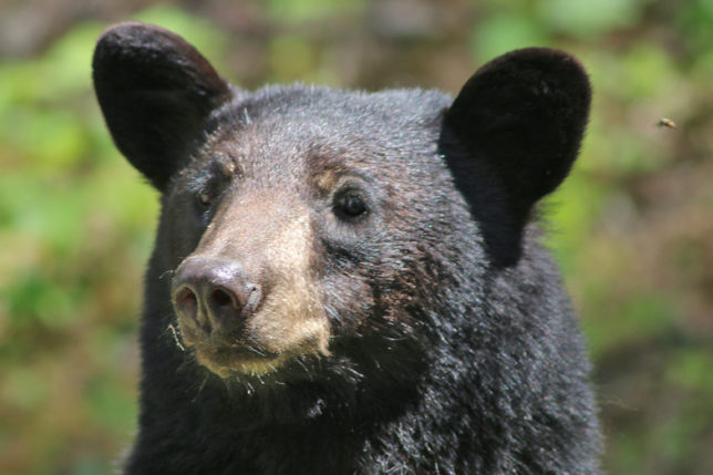 Bear Canada Rocky Mountains