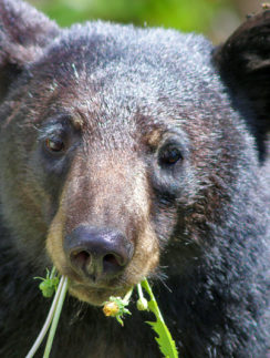 Bear Canada Rocky Mountains