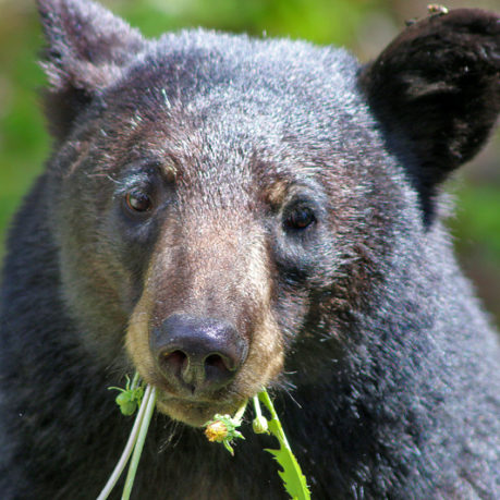 Bear Canada Rocky Mountains