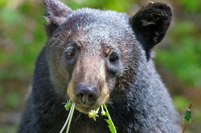 Bear Canada Rocky Mountains