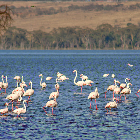 Flamingos Lake Nakuru Safari