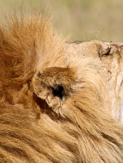 Lions safari Africa