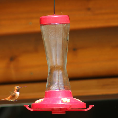 Mount Robson Lodge hummingbird