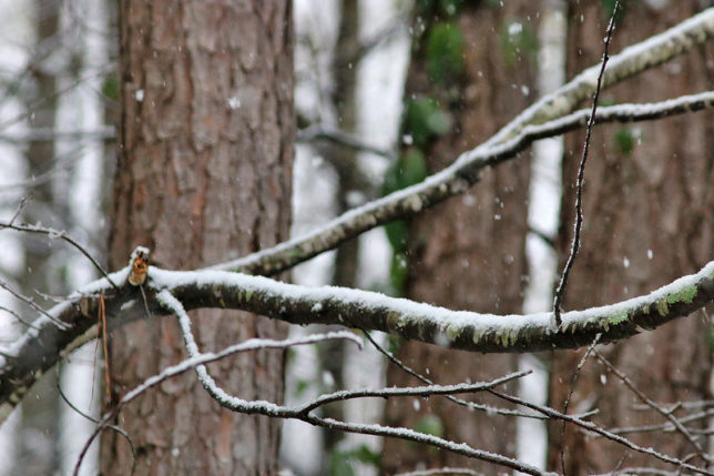 Snow Atlanta December 8 2017