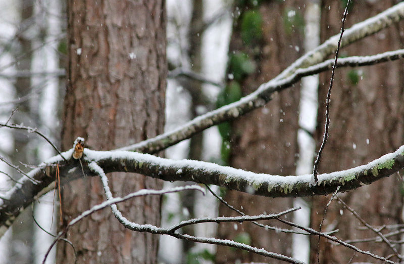 Snow Atlanta December 8 2017