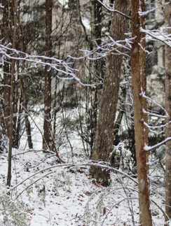 Snow Atlanta December 8 2017