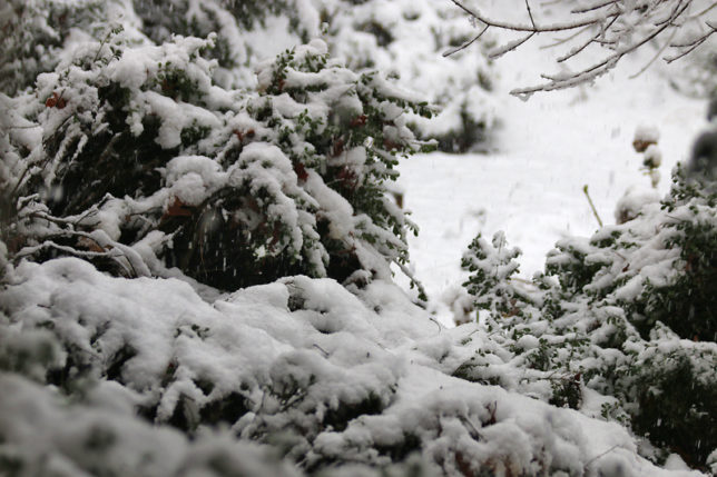 Snow Atlanta December 8 2017