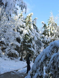 Snow Atlanta December 8 2017