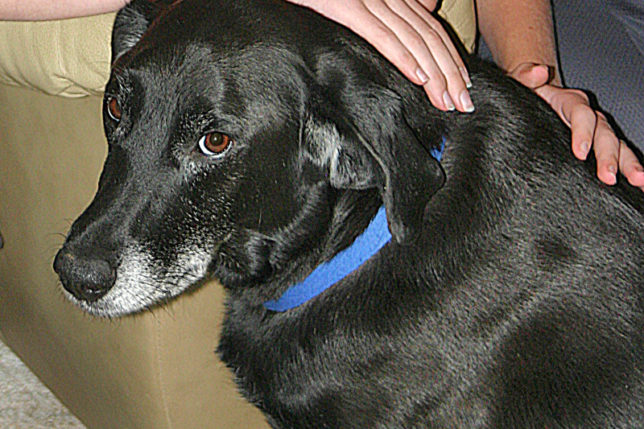 black dog matthew