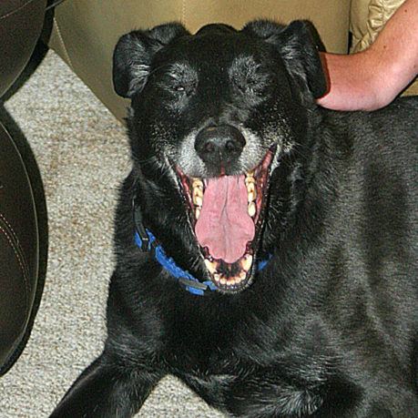 black dog matthew