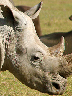 white rhinoceros