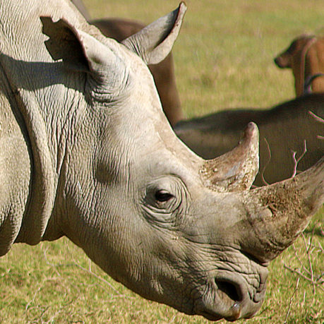 white rhinoceros