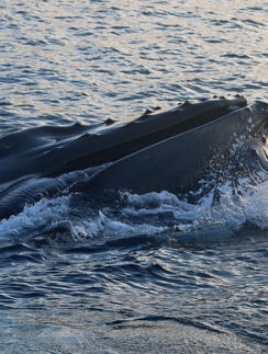 Humpback whale Iceland
