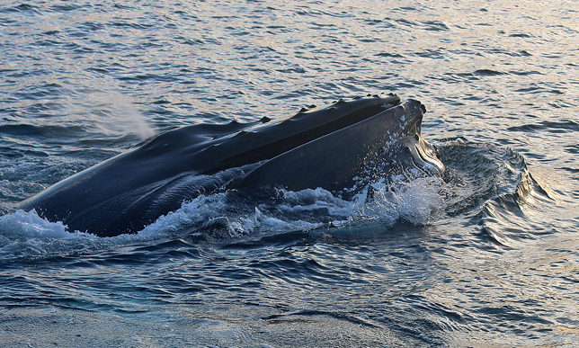 Humpback whale Iceland