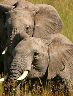 Elephant safari Kenya Africa