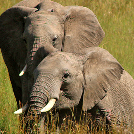 Elephant safari Kenya Africa