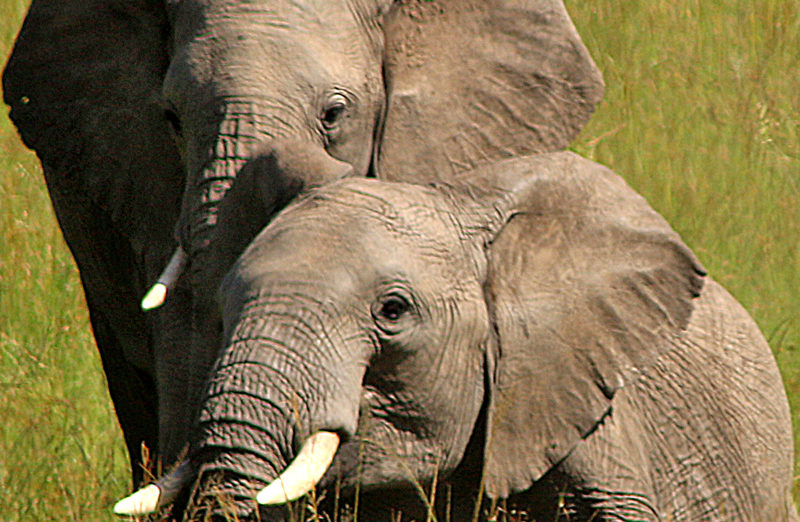 Elephant safari Kenya Africa