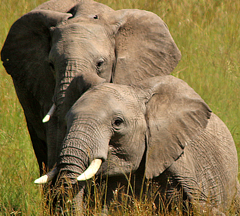 Elephant safari Kenya Africa