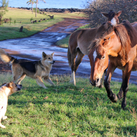 Easter Island dogs horses