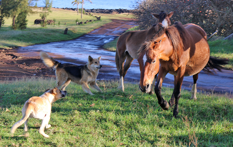 Easter Island dogs horses