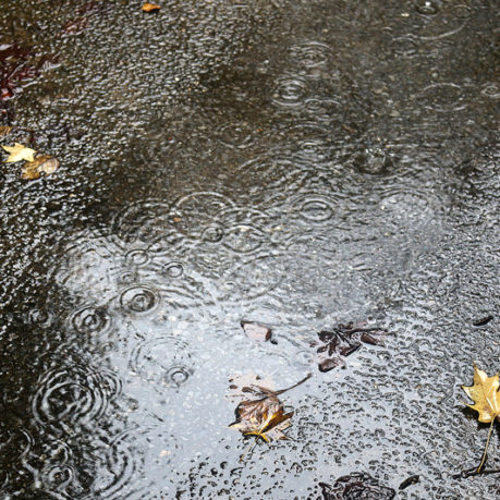 rain puddle leaves