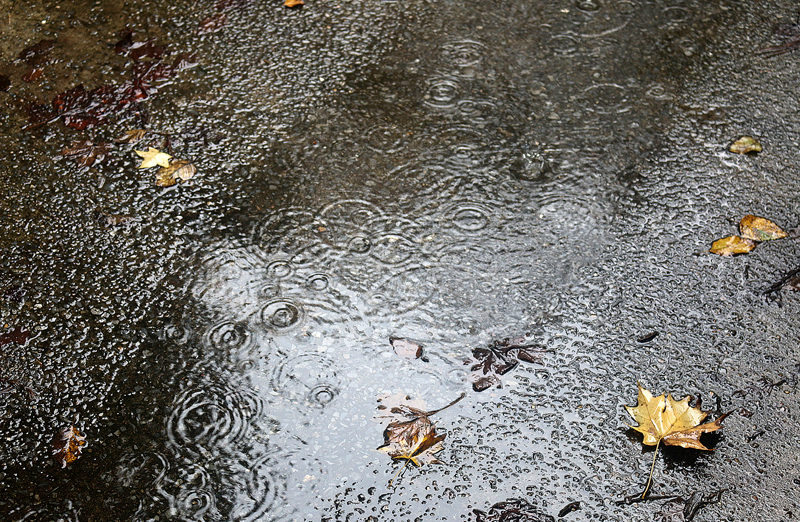 rain puddle leaves