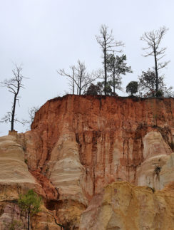 a tree growing on a cliff