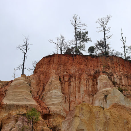 a tree growing on a cliff