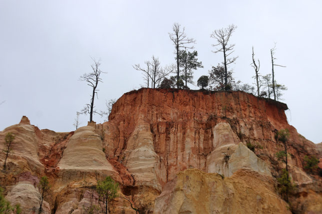 a tree growing on a cliff