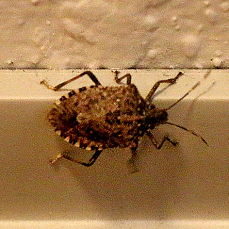 Hampton Inn Charleston-Downtown stink bug