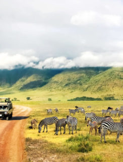 a group of zebras on a dirt road