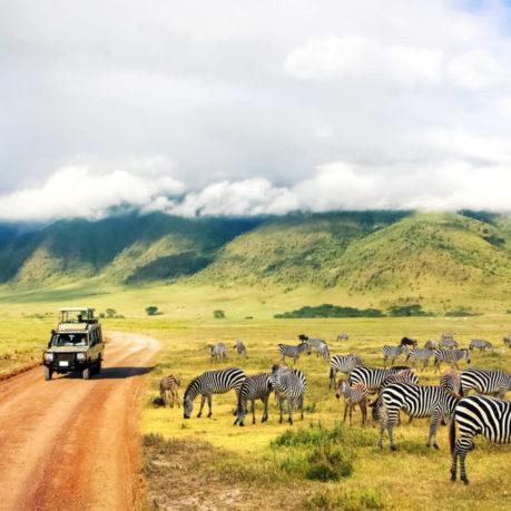 a group of zebras on a dirt road