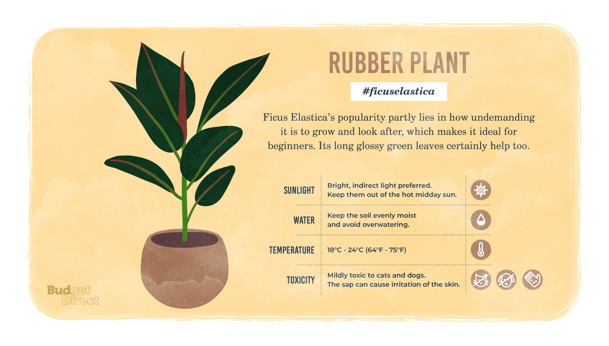 С английского на русский plant. Rubber Plant. Plant перевод на русский. (First Rubber Plant). Фикус Бенджамин Урбан Джангл.